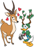 Donald Duck photographing gazelle