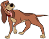 Adult Copper