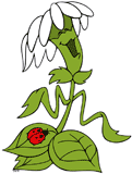 The Daisy from the flower garden