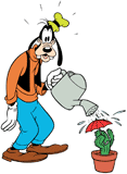 Goofy watering a cactus