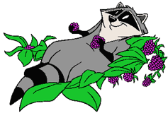 Meeko eating berries