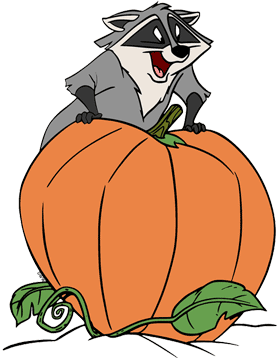 Meeko standing behind a pumpkin
