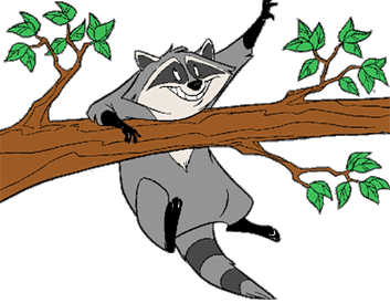 Meeko holding onto a tree branch