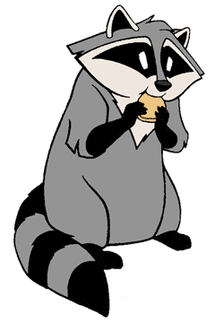 Meeko eating a cracker
