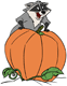 Meeko behind pumpkin
