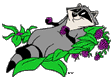 Meeko eating berries