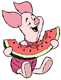 Piglet eating watermelon