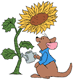 Roo watering sunflower