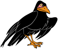 Diablo the raven